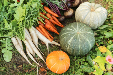 Wall Mural - Organic vegetables in garden. Autumn harvest of fresh dirty carrot, beetroot, daikon white radish and pumpkins on green grass close up. Harvesting, cultivation