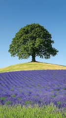 Poster - A hillside covered in lavender creating a soothing retreat under a clear sky Stock Photo with side copy space