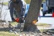 © nd700 - manual worker sawing the tree trunk for tree removal
