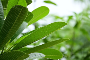 Wall Mural - beautiful green leaf texture in springtime, water drop on frangipani leaves