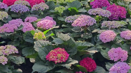 Sticker - blossom hydrangea flowers in garden