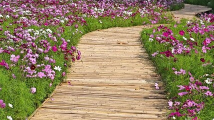 Poster - cosmos flower in the garden