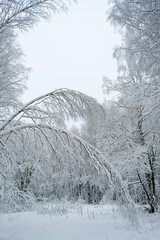 Wall Mural - beautiful winter forest landscape. Frozen snow covered trees, abstract winter nature background. cold frosty weather season. first fallen snow