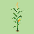 © Proses - Vector Illustration of Corn Plant and Cobs