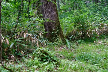 Poster - Tree trunks with moss and vines wrapping around them