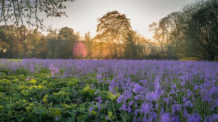 Wall Mural - Breathtaking Golden Hour Landscape with Vibrant Purple Flowers Covering a Vast Field, Lush Green Leaves Contrasting with Purple, Trees in Bloom and Barren Reflecting Seasonal Transition, Warm Sunlight