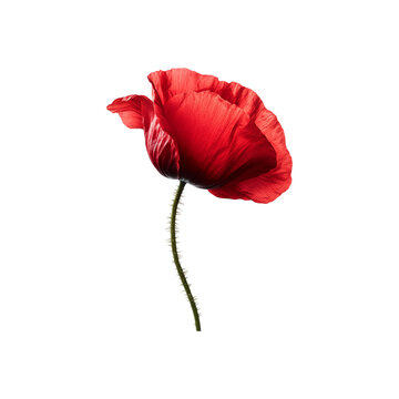 Red Poppy Flower on Transparent Background - Generated AI