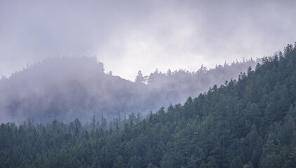 Wall Mural - Forested mountains in clouds and fog, cloudy morning, natural light	