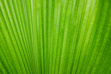 Green palm tree leaf texture and background