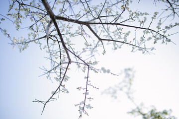 Japanese Cherry Blossom 1