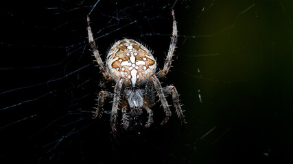 spider on the web