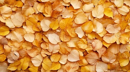 Aufkleber - Golden Yellow Fallen Autumn Leaves Creating a Warm Carpet on the Ground : Generative AI