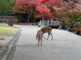 Poster - 奈良公園の鹿と吉城川沿いの紅葉