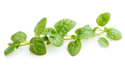 Poster - Fresh oregano twig isolated on white background aromatic herb for culinary and medicinal use healthy leaves : Generative AI