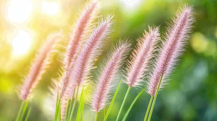 Delicate pink grass flower in sunlight. Soft focus, natural bokeh.