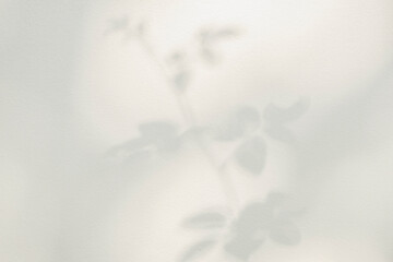 Aufkleber - Shadow and light from sunlight of natural rose leaf tree branch plant , grey rose leaves shadows overlay effect for foliage mockup