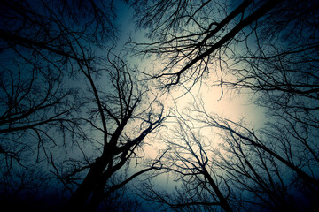 Wall Mural - silhouettes of tree crowns and moonlight through clouds in the dark at night. halloween concept or b