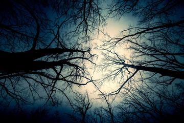 Wall Mural - silhouettes of tree crowns and moonlight through clouds in the dark at night. halloween concept or b