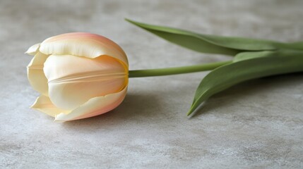 Wall Mural - A single tulip on a light grey background