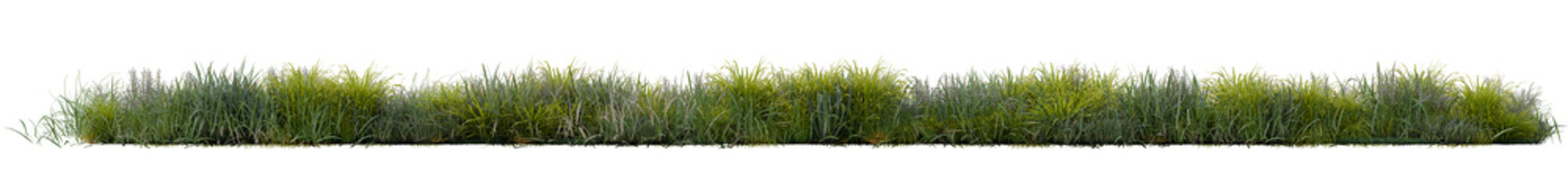 Fototapete - PNG grass row group transparent, 3d illustration rendering 