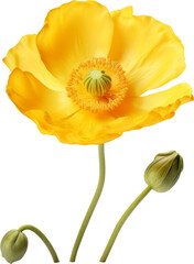 Wall Mural - Buttercup Flower, transparent PNG, isolated, cut-out