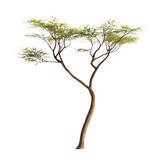 Acacia Tree Illustration on Transparent Background