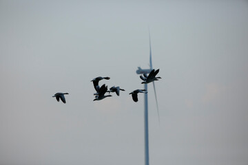 Wall Mural - Greylag geese soar through a pale sky, near a wind turbine.  A flock in flight.