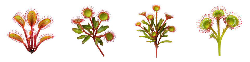 Detailed and of a sundew plant a carnivorous botanical specimen with sticky leaves and dew droplets  The sundew is shown in a natural organic setting