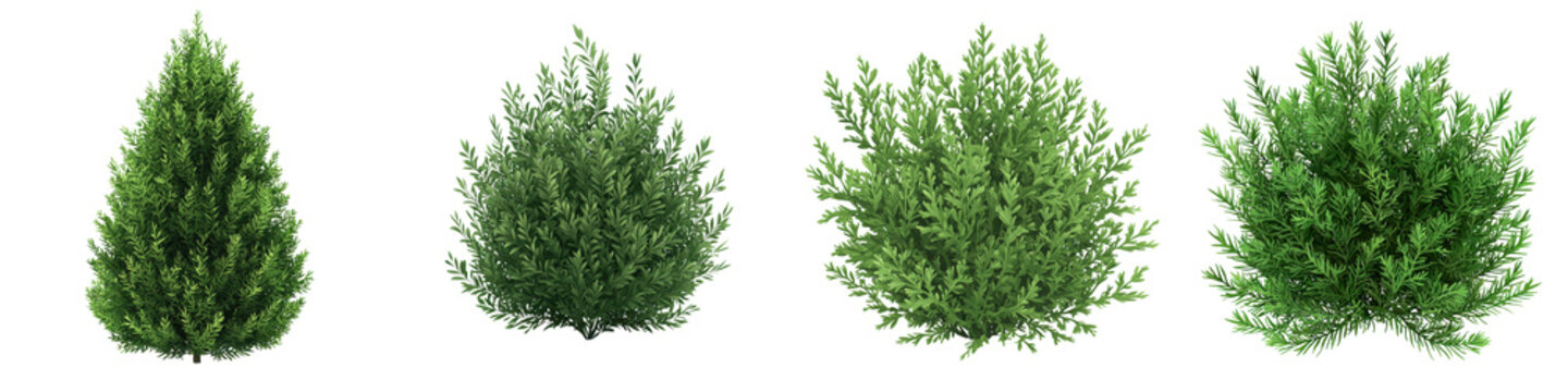 image of a lush dense yew bush or evergreen shrub in a garden setting the detailed lifelike image sh