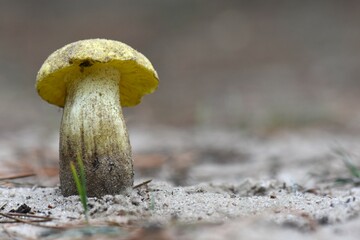 Poster - Boletus edulis, commonly known as the penny bun or porcino