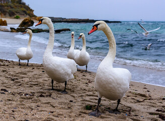 Wall Mural - The mute swan Cygnus olor - white birds walk on the sand on the sandy beach of Odessa, Black Sea