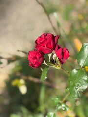 Wall Mural - red rose in garden