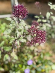 Wall Mural - flowers of a lilac