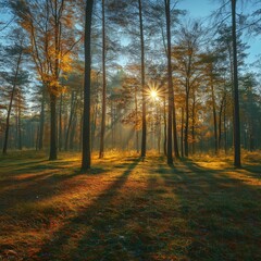 Wall Mural - sunny autumn day in the forest