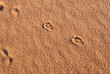 © Javier - The footprints of a small desert rodent mark the path in the golden sand of a dune under the sun of the Sahara Desert, Morocco. Nature and wildlife signs