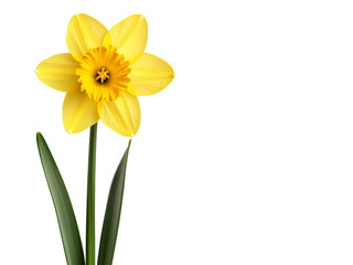 Wall Mural - Bright yellow daffodil flower with green leaves isolated on a clean white background, symbolizing spring, beauty, and renewal  
