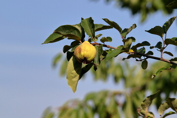 Wall Mural -  Ripe quince.