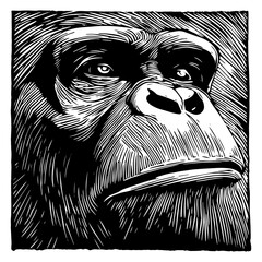 Wall Mural - hand-drawn chimpanzee portrait in woodcut style – black vector