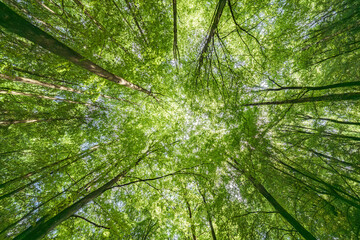 Wall Mural - gazing upward at the lush green canopy in a truly serene and peaceful forest setting