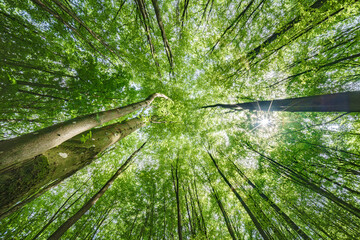 Wall Mural - gazing upward at the lush green canopy in a truly serene and peaceful forest setting