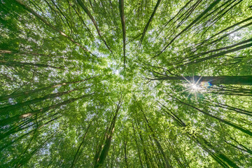 Wall Mural - gazing upward at the lush green canopy in a truly serene and peaceful forest setting