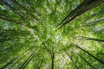 Wall Mural - gazing upward at the lush green canopy in a truly serene and peaceful forest setting