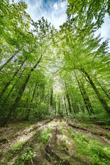 Wall Mural - sunlight gently filtering through the lush green forest canopy creates a magical atmosphere