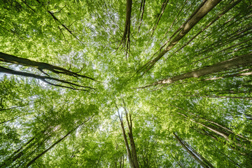 Wall Mural - gazing upward at the lush green canopy in a truly serene and peaceful forest setting