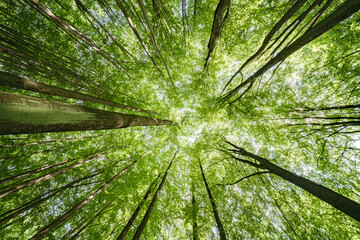 Wall Mural - gazing upward at the lush green canopy in a truly serene and peaceful forest setting