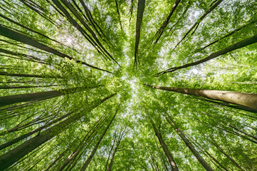 Wall Mural - gazing upward at the lush green canopy in a truly serene and peaceful forest setting