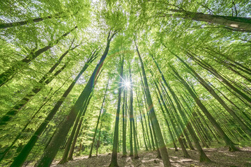 Wall Mural - sunlight gently filtering through the lush green forest canopy creates a magical atmosphere