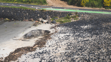 Wall Mural - Seal on a beach animal new zealand nature wildlife