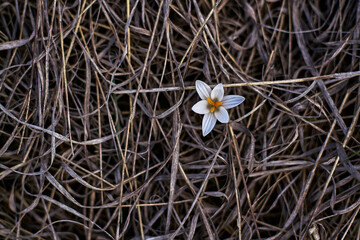 White flower on dry tangled grass background close-up nature contrast delicate bloom amidst dead vegetation botanical beauty single blossom in wilderness floral resilience.