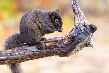 Wall Mural - Black eastern gray squirrel (Sciurus carolinensis) in winter